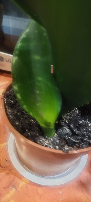 Сансевиерия вэнди, флайм,лауретти высокорослая и среднерослая