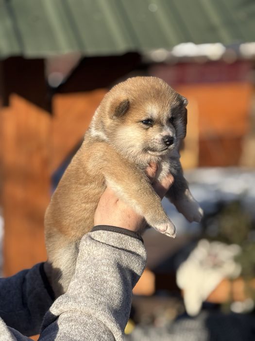 Акіта іну - цуценята з міжнародної годівлі Mendelred kennel FCI