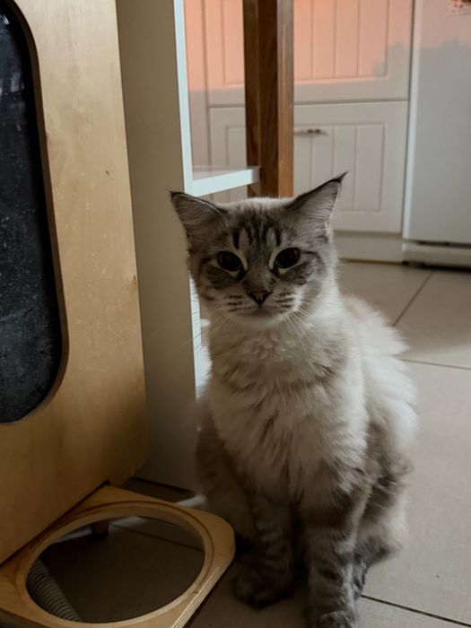 Ragdoll Kotka pohodowlana Angel