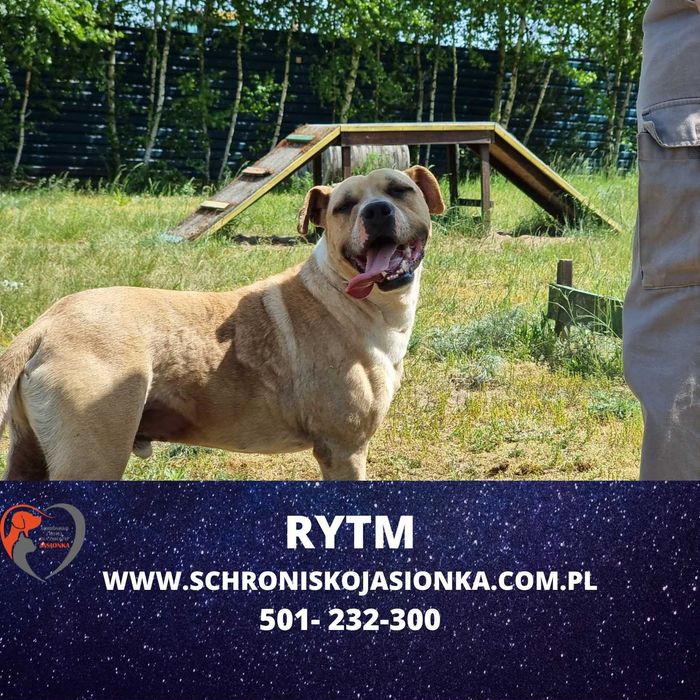 RYTM do adopcji – Schronisko Jasionka