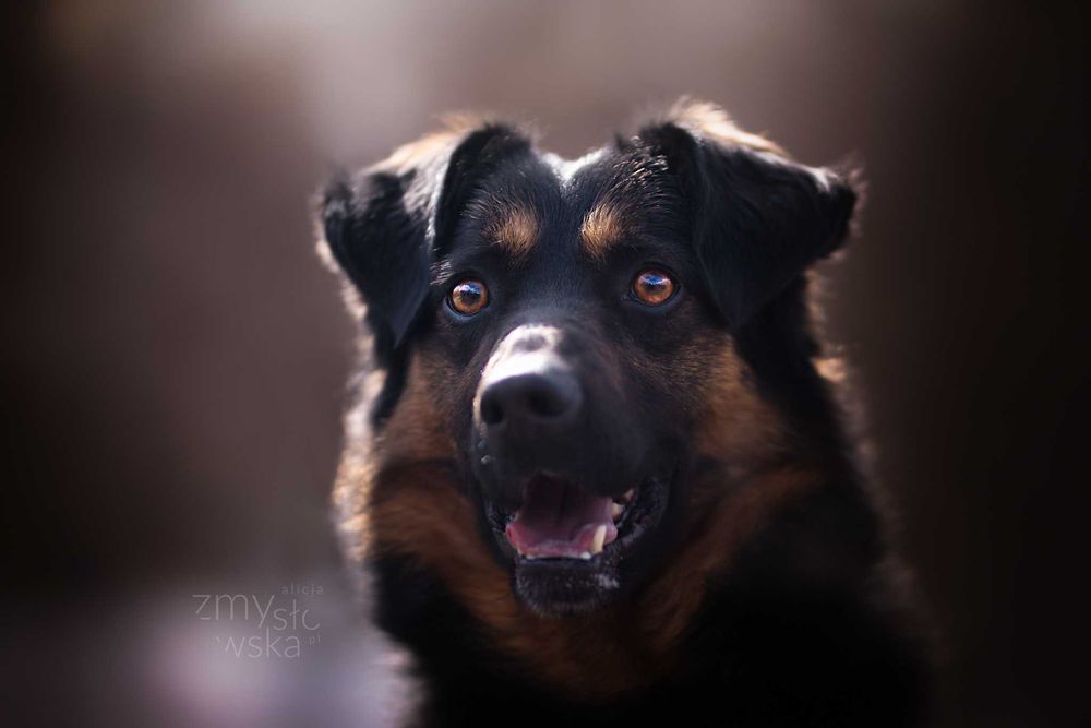 Pies ZGRZYT Nr 394/19 Schronisko Chorzów TOZ