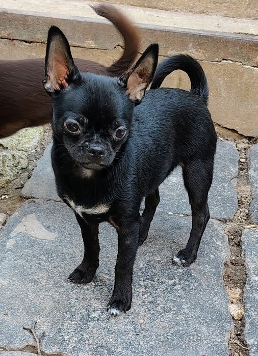 Мальчик чихуахуа 5мес