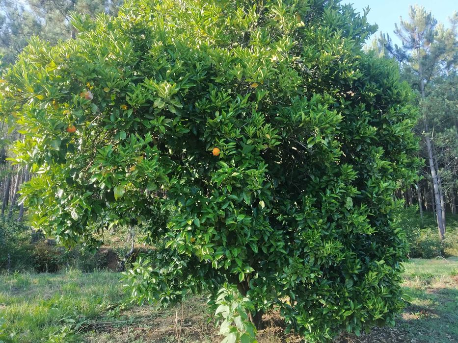 Terreno com 3700m2 na Rua do Marco, Feteira, Pombal