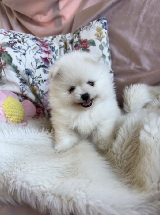 Puchate suczki Szpic miniaturowy Pomeranian