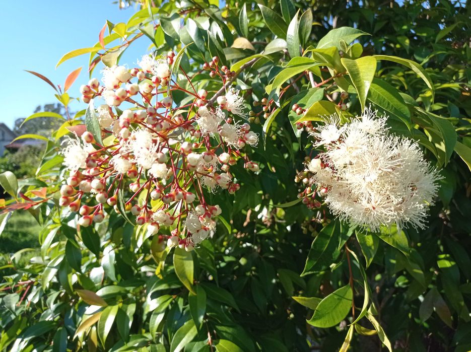 Lili Pili (Syzygium