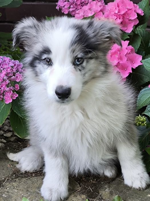Border collie ZKWP FCI piesek