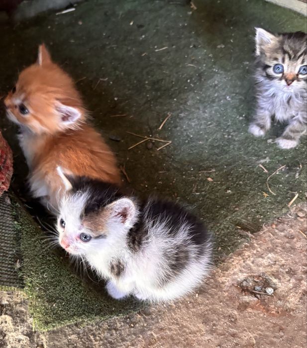 Віддам котиків в добрі руки