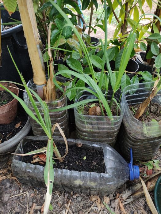 Bananeiras, cana de açúcar e pitangueiras envasadas