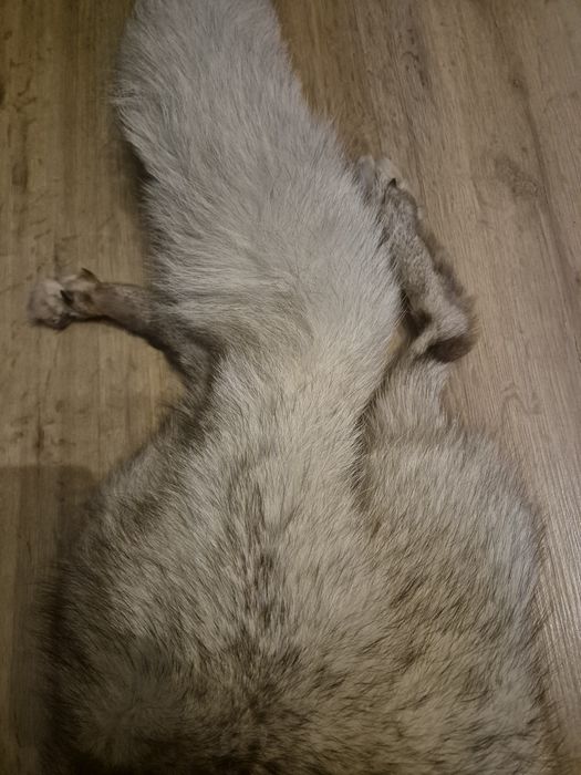 Szal z lisa prawdziwy