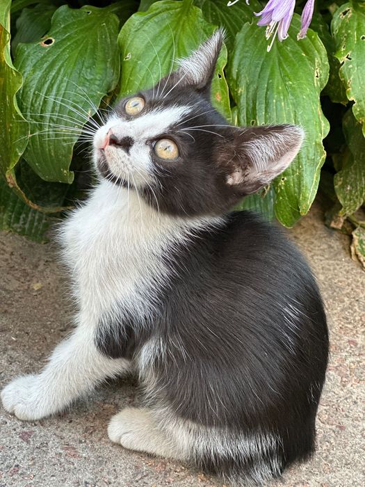 Віддам кошенят в дбайливі руки