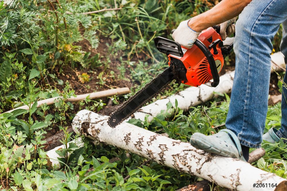 Спил дерев, розчистка садової ділянки