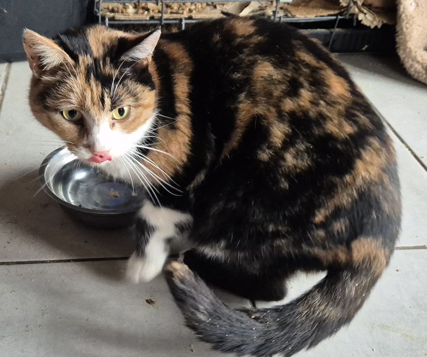 Кішечка в добрі руки