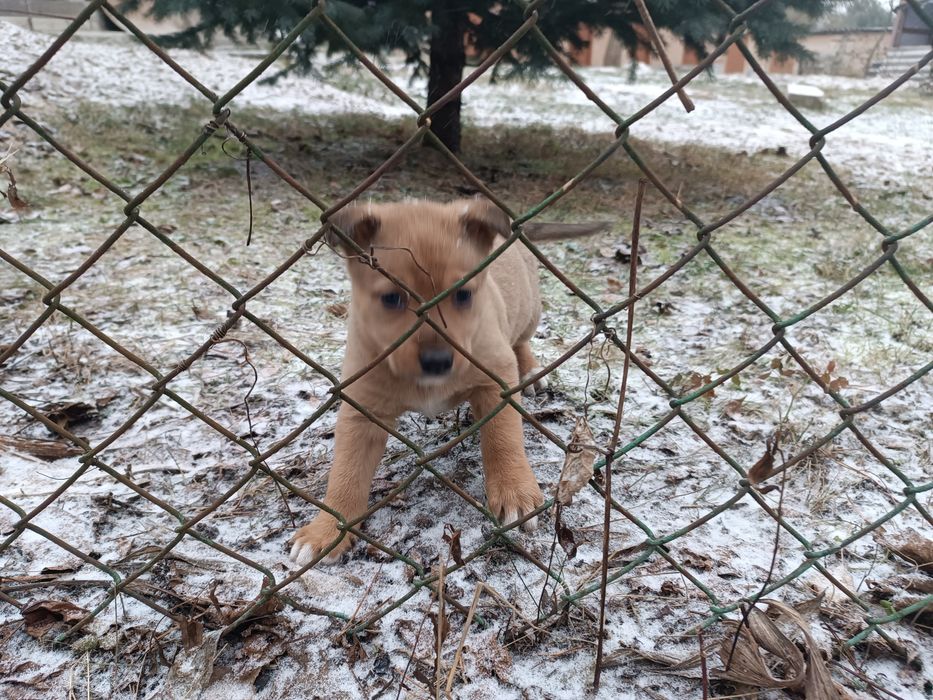Віддам у добрі руки цуценят