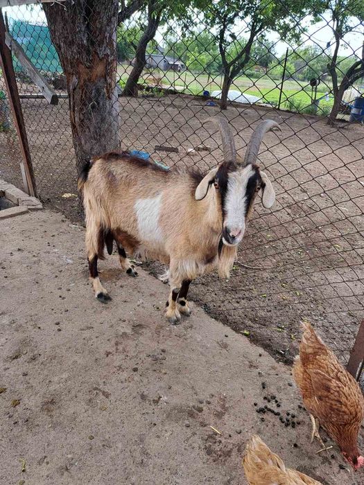 Продаю дойни Кози