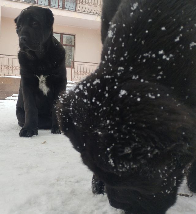 Продам чорних цуценят САВ