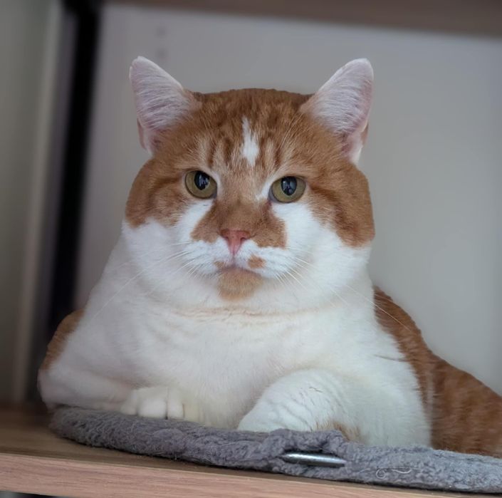 Rudzio- statyczny/leniwy kocurek do adopcji