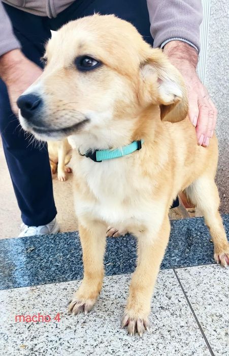 Caezinhos com 3 mesinhos para adopção