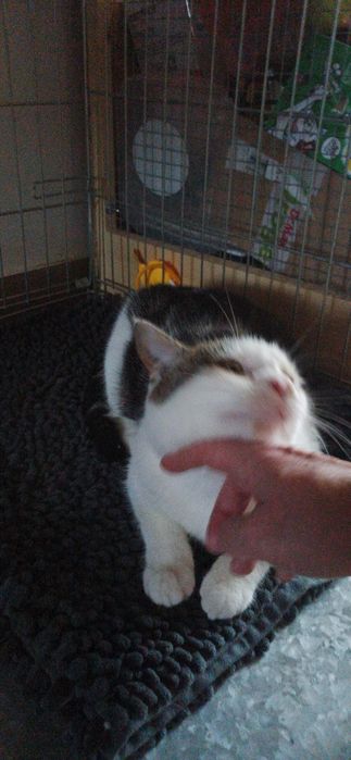 6 miesięczny kocurek szuka domu