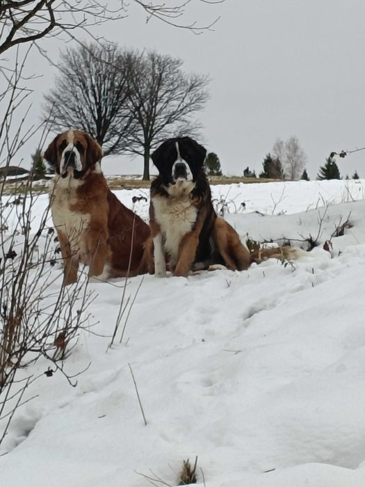 Bernardyn zapraszam do rezerwacji