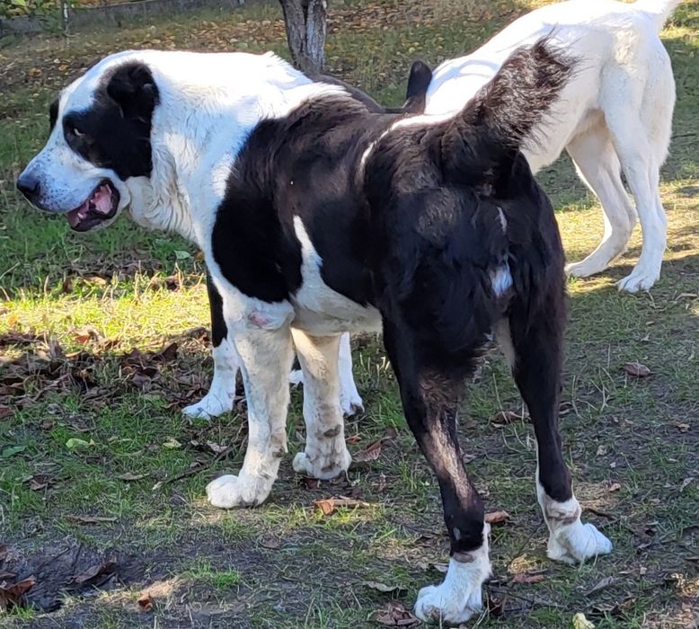 В'язка середньоазіатська вівчарка САВ (САО) алабай