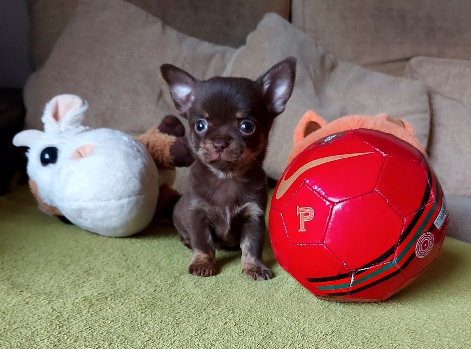 Espetacular Fêmea Chihuahua