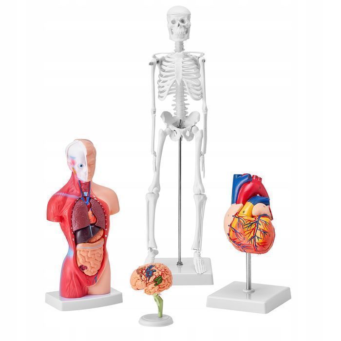 Vevor 4-częściowy model anatomii człowieka kompletny zestaw
