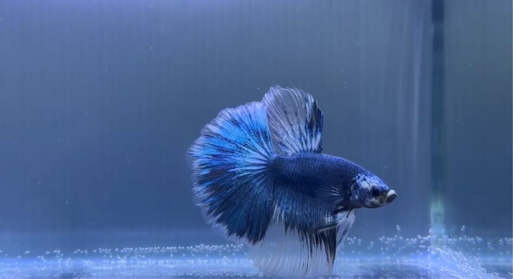 Macho Betta Steel Blue Marble