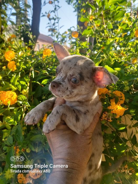 Linda menina chihuahua