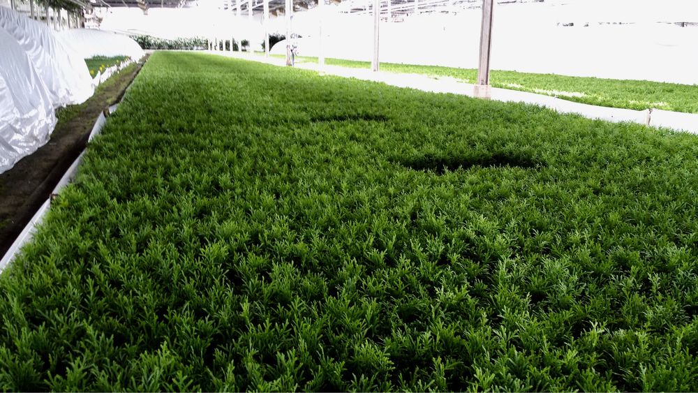 Sadzonki szmaragd multiplat holandia WIOSNA 2026