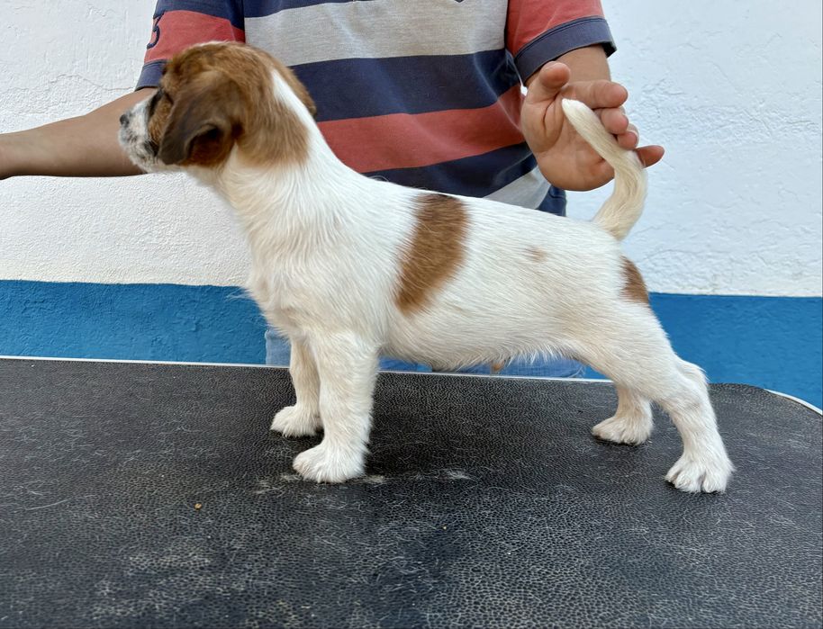 Jack Russell Terrier Broken c/Pedigree e Afixo