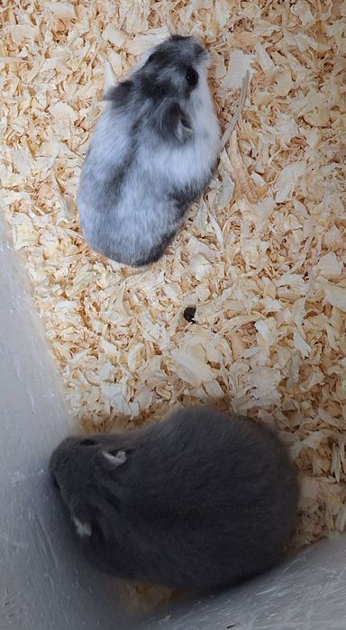 Chomiki dżungarskie