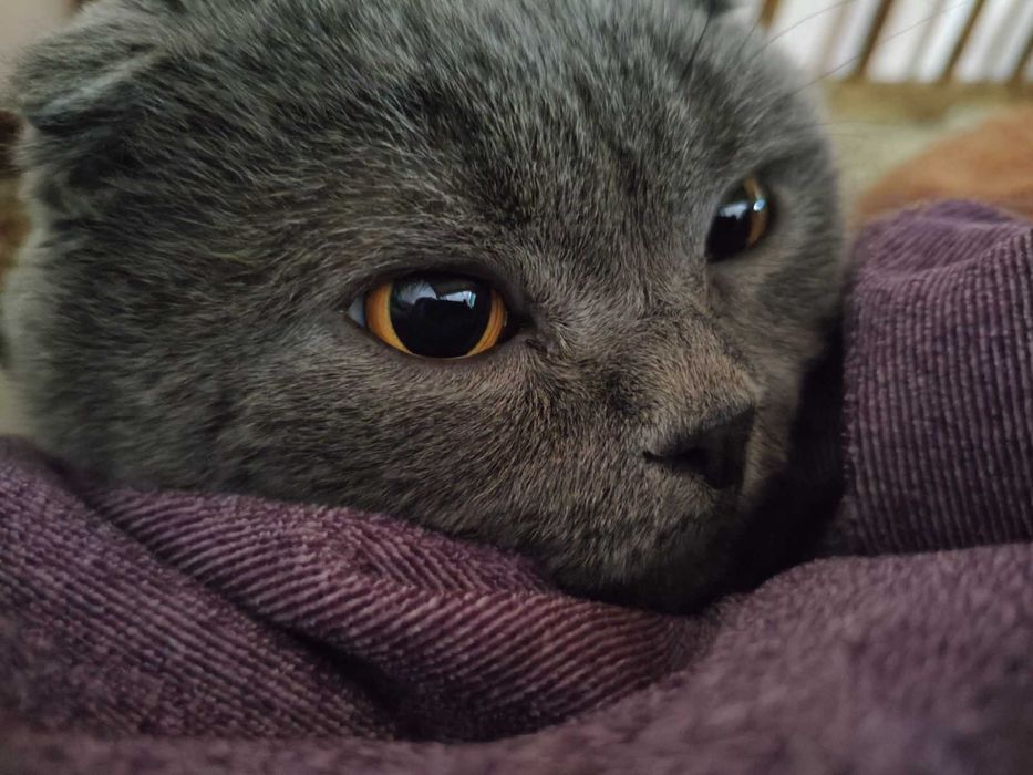 Шотландський висловухий кіт для в'язки