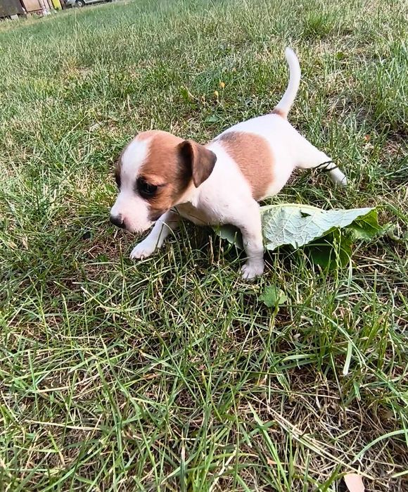 Jack Russell terrier suczka