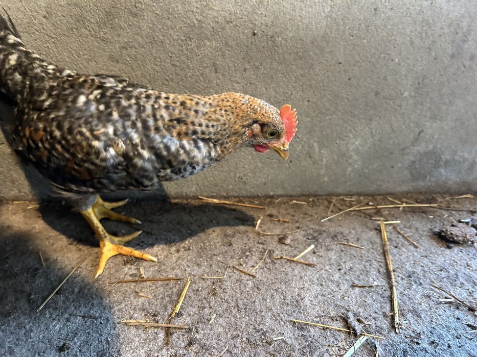 Galitos cruzados de legorne