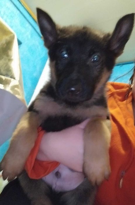 Кабеля німецької вівчарки