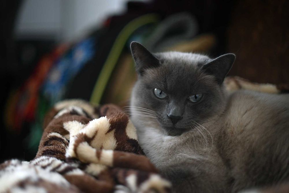 Мануальна світлосильна п’ятидесятка з байонетом FD Canon 50/1,4 FD SSC