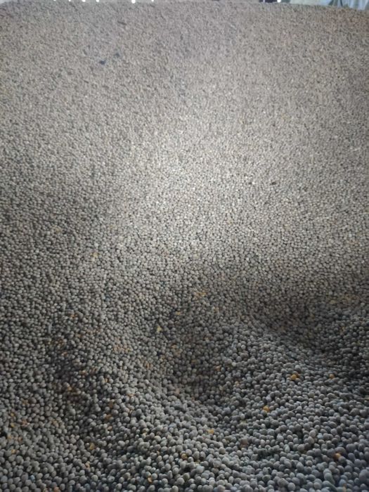 Łubin wąskolistny słodki