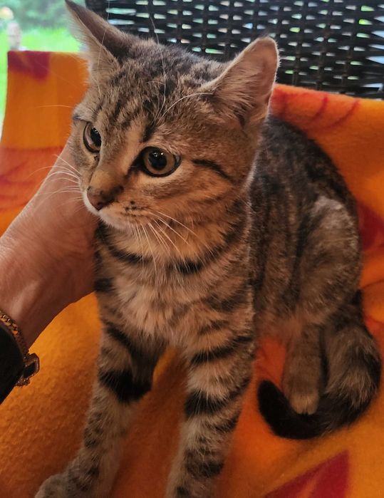 Uratowana KRUSZYNKA,szuka swojego kochajacego człowieka!