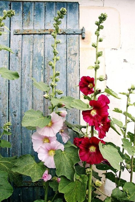 Мальви декоративні насіння.