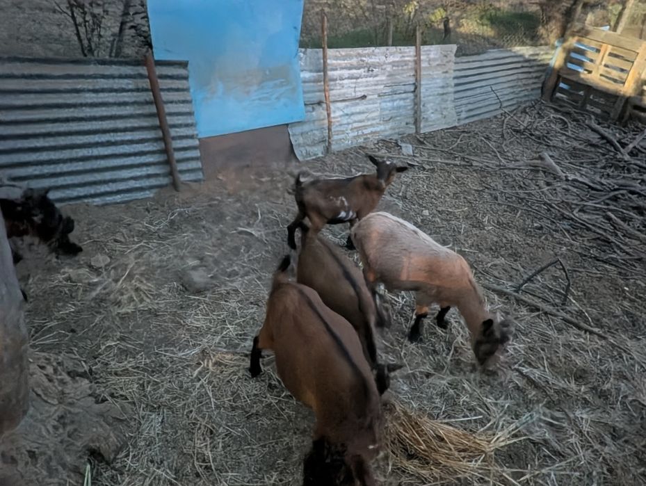 Cabras anas várias idades