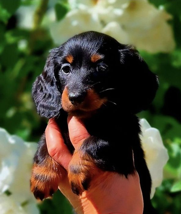 Jamnik króliczy mini FCI ZkwP