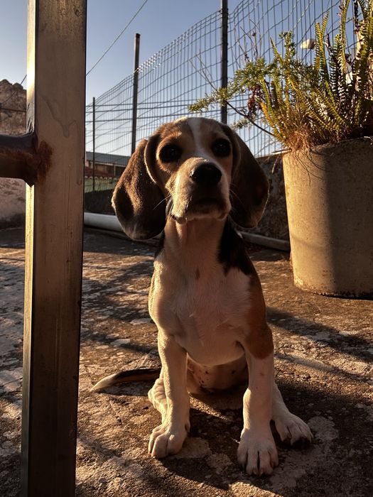 Pet Sitting - Queijas