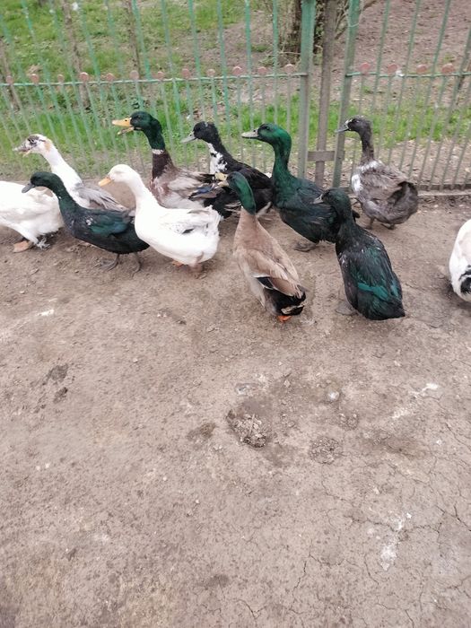 Drób kaczki gęsi koguty