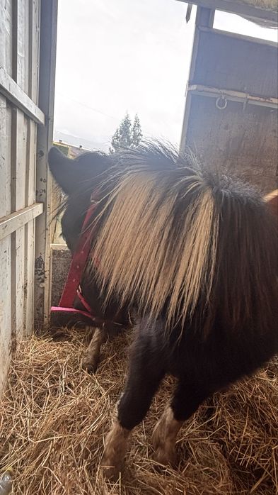 Vendo póneis fêmeas