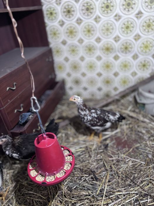 Frangas e frango legohrn