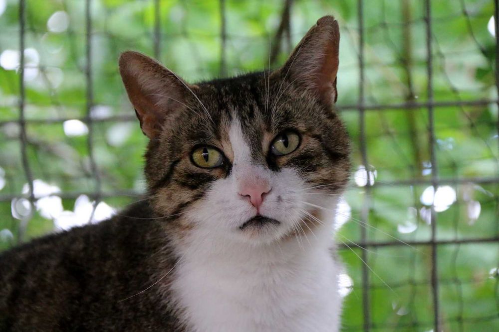 Jasiek - uroczy kocur szuka domu