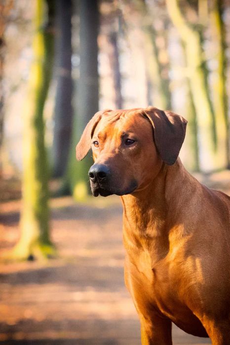 Rhodesian Ridgeback - suczka FCI