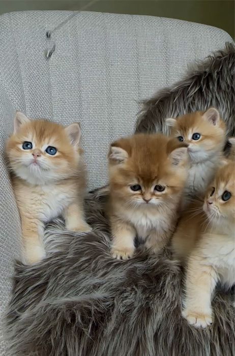 Британська золота шиншила кошеня хлопчик дівчинка