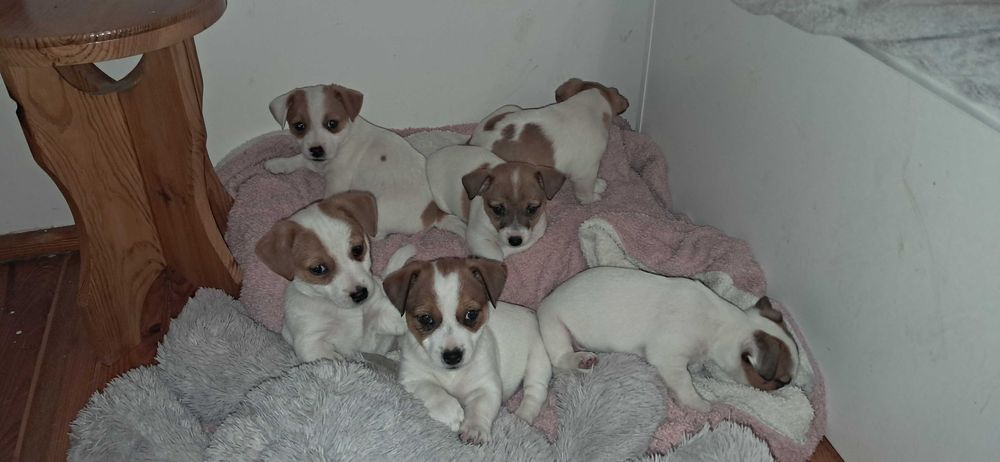 Jack Russell Terrier
