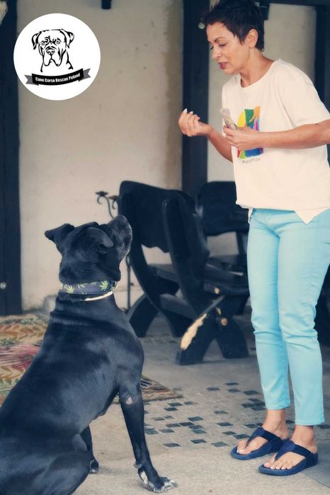 TYSON w typie cane corso do adopcji